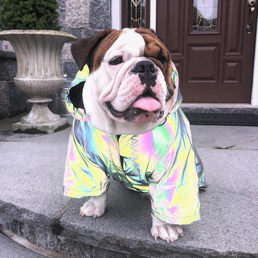 Reflective Dog Windbreaker/Hoodie